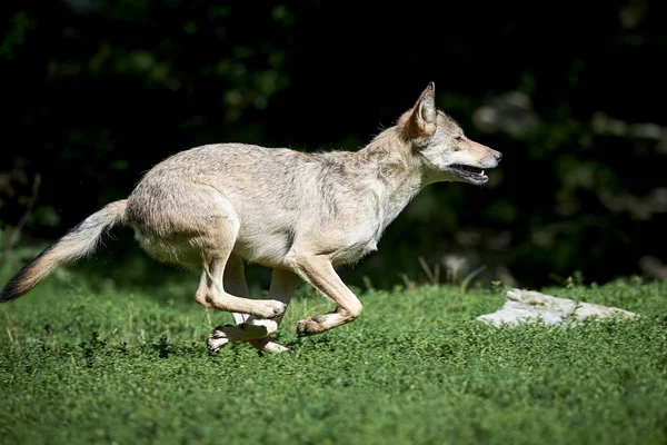 Ein rennender Wolf auf der Wiese — Zdjęcie stockowe