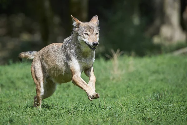 Ein rennender Wolf auf der Wiese — Stock fotografie