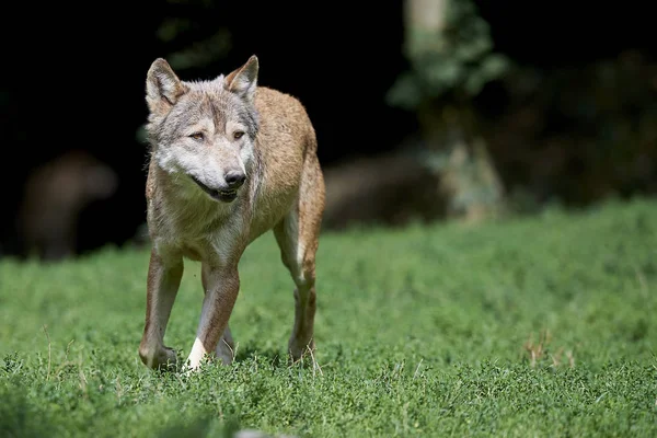 Wolf auf der Wiese — Zdjęcie stockowe