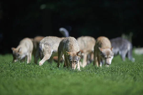 Wolfsrudel auf einer Wiese — Stock fotografie