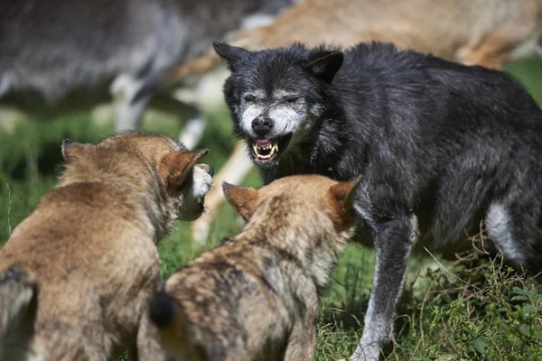 Aggressivo Woelfe im Kampf Fotografia Stock