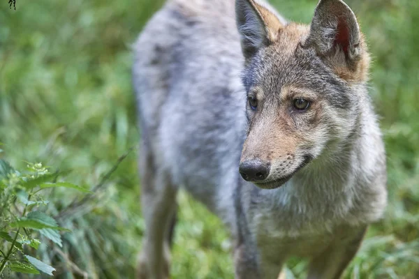 Poraitt eines jungen Wolfs 로열티 프리 스톡 사진