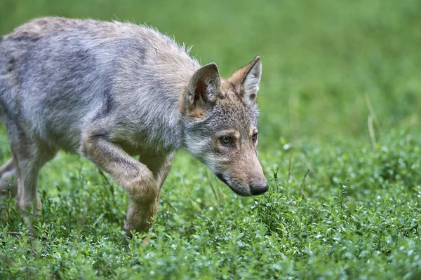 Junger Wolf auf Wiese ストック画像