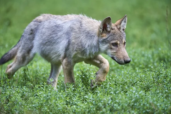 Junger Wolf auf Wiese Royalty Free Φωτογραφίες Αρχείου