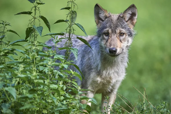 Junger Wolf auf Wiese Royalty Free Stock Obrázky