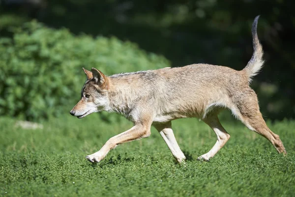 Ein laufender Wolf auf der Wiese Obrazy Stockowe bez tantiem