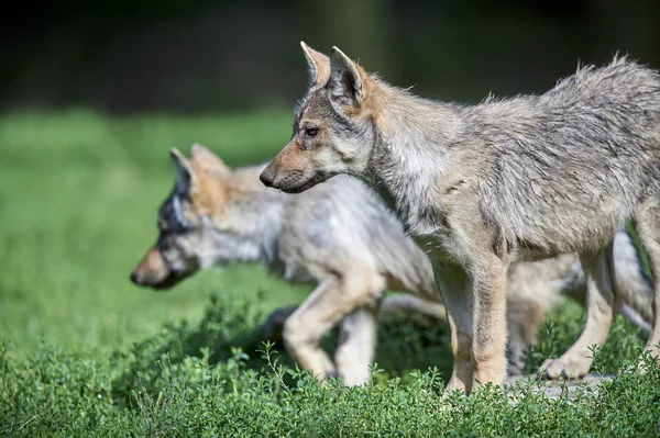 Junger Wolf auf der Wiese 스톡 사진