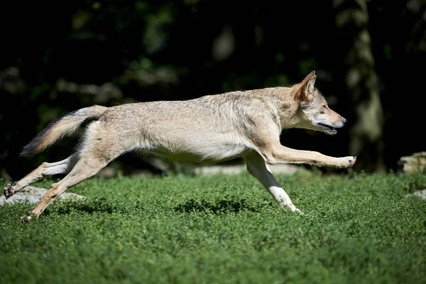 Ein rennender Wolf auf der Wiese 스톡 이미지