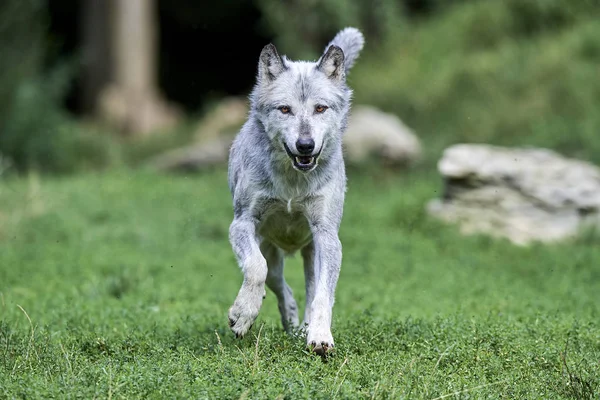 Ein Wolf auf der Wiese Royalty Free Φωτογραφίες Αρχείου