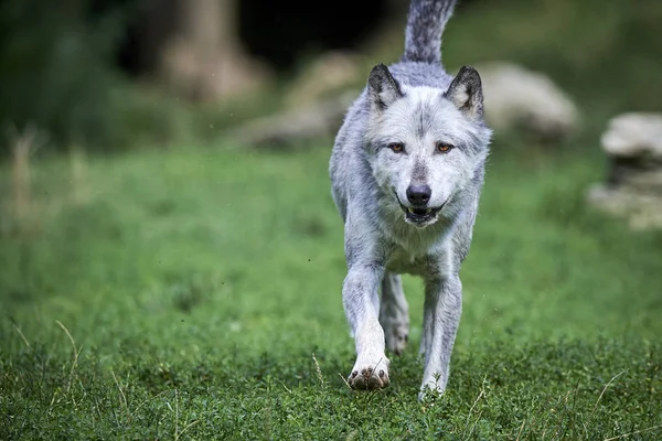 Wolf geht in meine Richtung Stock Obrázky