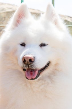 Karlı Samoyed