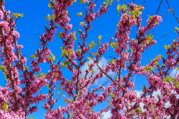 Flor de cerejeira rosa — Fotografia de Stock