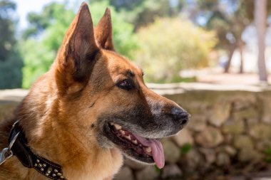 Kimba, Malta dişi Alman çoban köpek