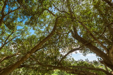 Çok yaşlı ve olgun Ficus ağaç Mtarfa Malta