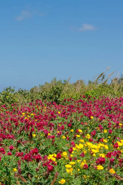 Colours Spring Field Mtarfa Malta — Stock Photo, Image