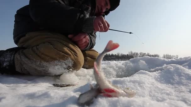 Vinterfiske på floden is — Stockvideo