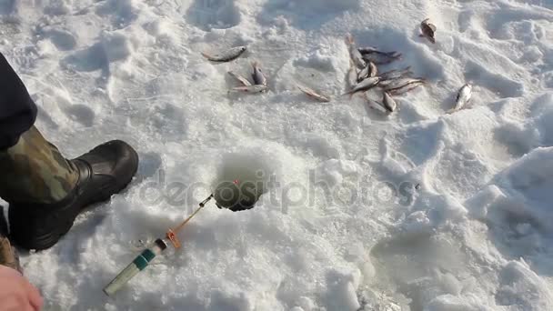 Pêche hivernale sur glace de rivière — Video