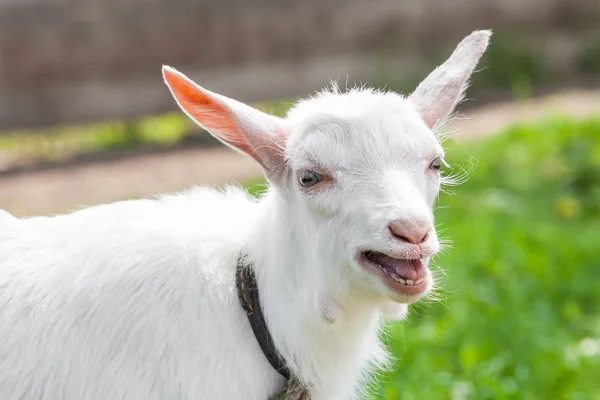 Bébé blanc drôle de chèvre sur l'herbe verte — Photo