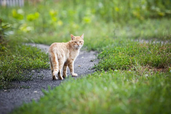 Vagrant cat. Dirty an animal in the street — Stock Photo, Image