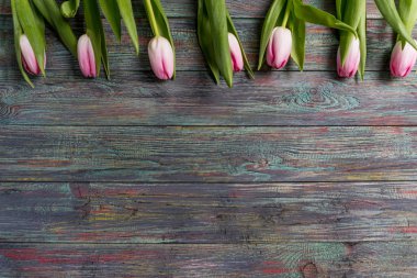 Taze pembe bahar Lale kenarlığını