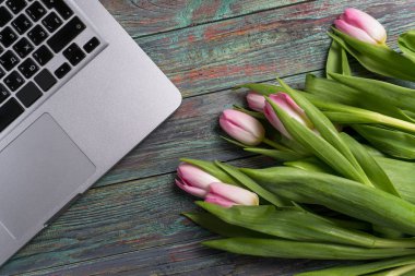 Taze pembe bahar Lale kenarlığını