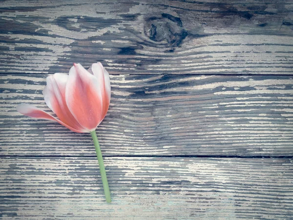 Tulipán fa deszka háttéren sötét pajta — Stock Fotó