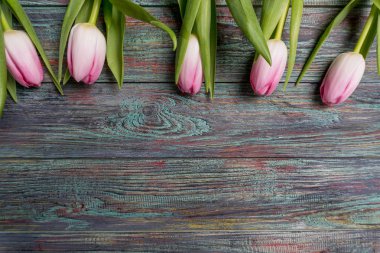 Taze pembe bahar Lale kenarlığını