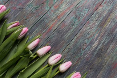 Taze pembe bahar Lale kenarlığını