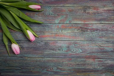 Taze pembe bahar Lale kenarlığını