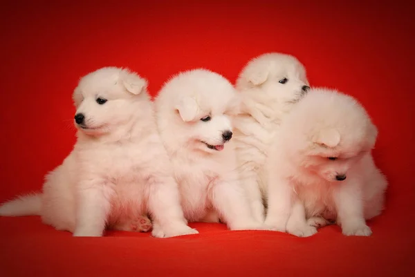 Four White Puppy of Samoyed Dog on Red Background.
