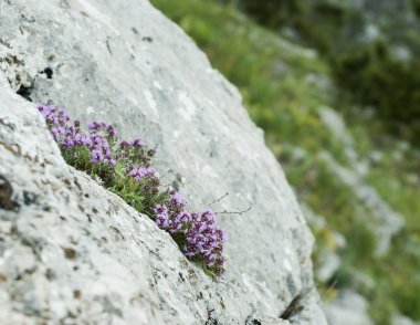 Çiçek açan bush kekik 