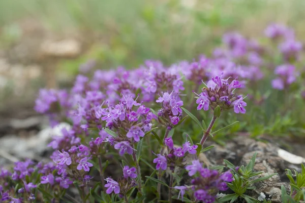 Blommande buske av timjan i berg Stockfoto