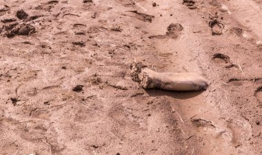 Doku ayak izi ile ıslak kahverengi çamur