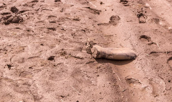 Doku ayak izi ile ıslak kahverengi çamur