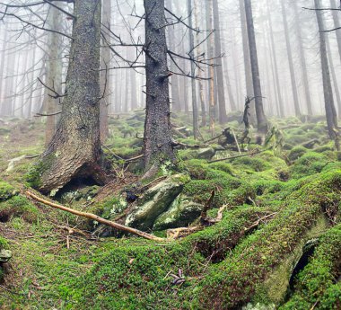Güzel yaz orman dağ yolu