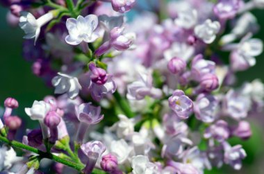 Eflatun çiçekler çiçek açmış. arka plan. Makro fotoğraf