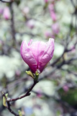 Manolya ağacı güzel çiçekler