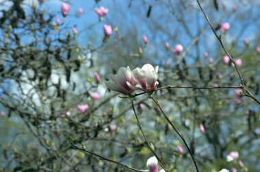 Manolya ağacı güzel çiçekler