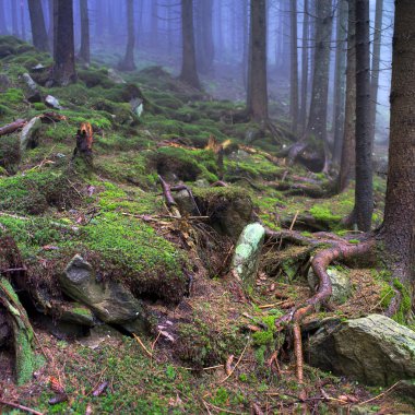Güzel yaz orman dağ siste