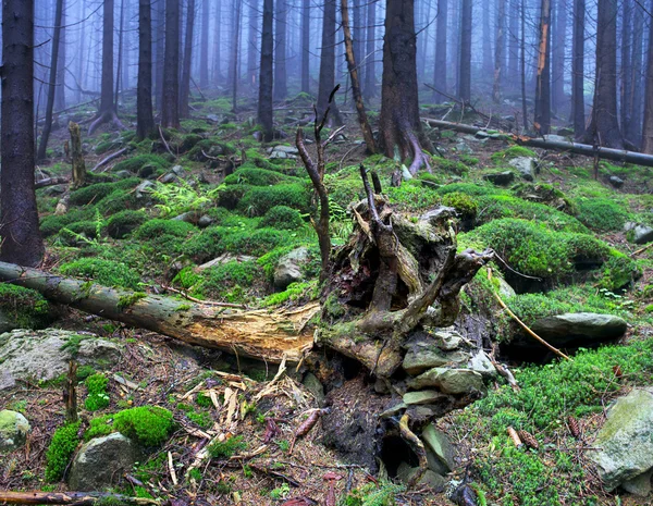 Hermosa montaña de bosque de verano en la niebla — Foto de Stock