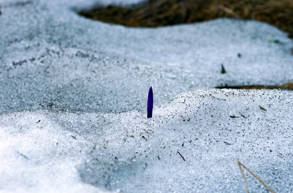 Kevät crocus kukkia luonnollisella taustalla. Valikoiva painopiste — kuvapankkivalokuva