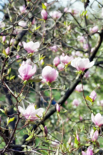 Schöne Blüten eines Magnolienbaums — Stockfoto