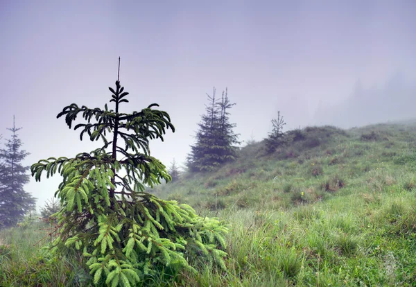 Bela montanha de floresta de verão no nevoeiro — Fotografia de Stock