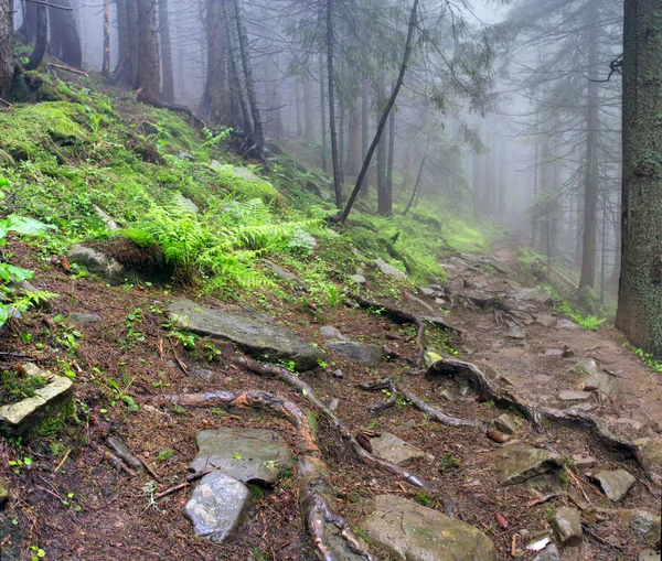 美丽的夏天森林山在雾中 — 图库照片