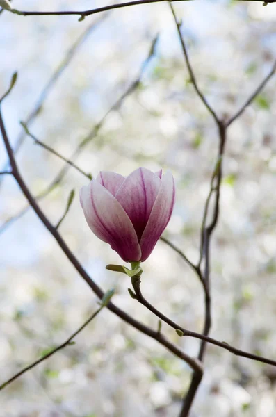 Schöne Blüten eines Magnolienbaums — Stockfoto