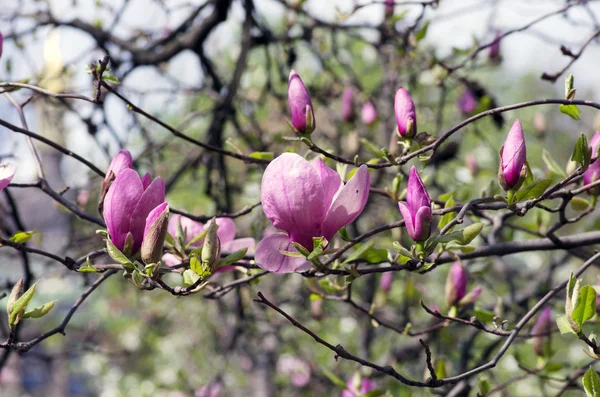 Beautiful Flowers of a Magnolia Tree — Stock Photo, Image