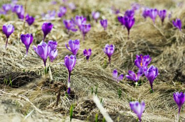 Doğal zemin üzerine bahar bitkisi çiçeği. Seçici odak