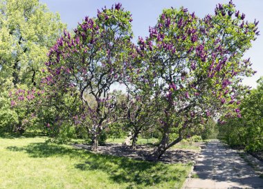 Çiçek açan leylak çiçekleri. Soyut arka plan. 