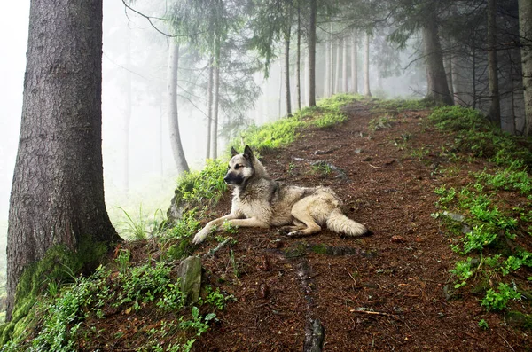 Hermosa montaña de bosque de verano en la niebla —  Fotos de Stock