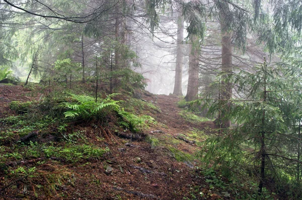 Szép nyári erdőben hegyi köd — Stock Fotó